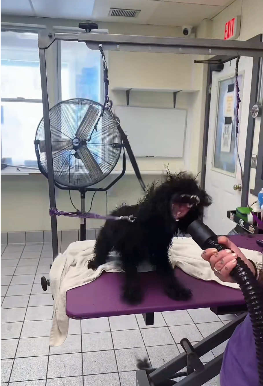 This dog behaved very dramatically at the pet grooming salon.#dog#funny#funnyanimals#funnypets#animals #dogsofttiktok #pet #foryou #longervideos