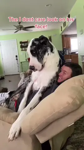 When I have a very big dog#usa🇺🇸 #dog #funny #dogsoftiktok #tiktok 