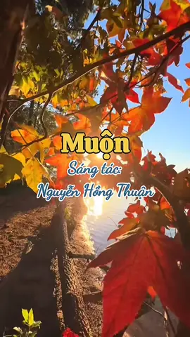 MUỘN (ST: Nguyễn Hồng Thuận; TB: Bích Phương - SÊN) #muon #bichphuong #sen #linhdedng #kỷ niệm xưa 