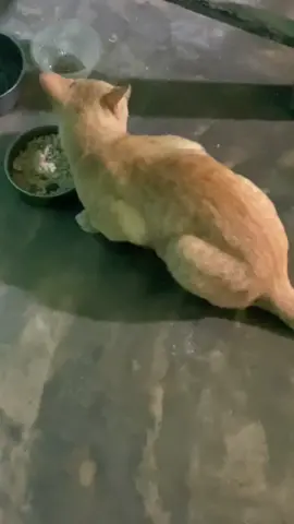 Kucing tidak boleh diberi nasi 