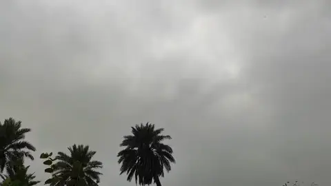 كلبي يرجف مثل سعفات النخيل.. . . . . . . . . . . . . . . . . . . . . . . #ذكرى #هواجيس #غزل #اعادت_نشر🔁 #ذكراى 