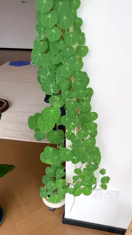 1 góc xanh dễ thương cho không gian nhà 🥰🥰 #hoadep #vuonxinh #trongcay #hoacaycanh #caytrongnha 