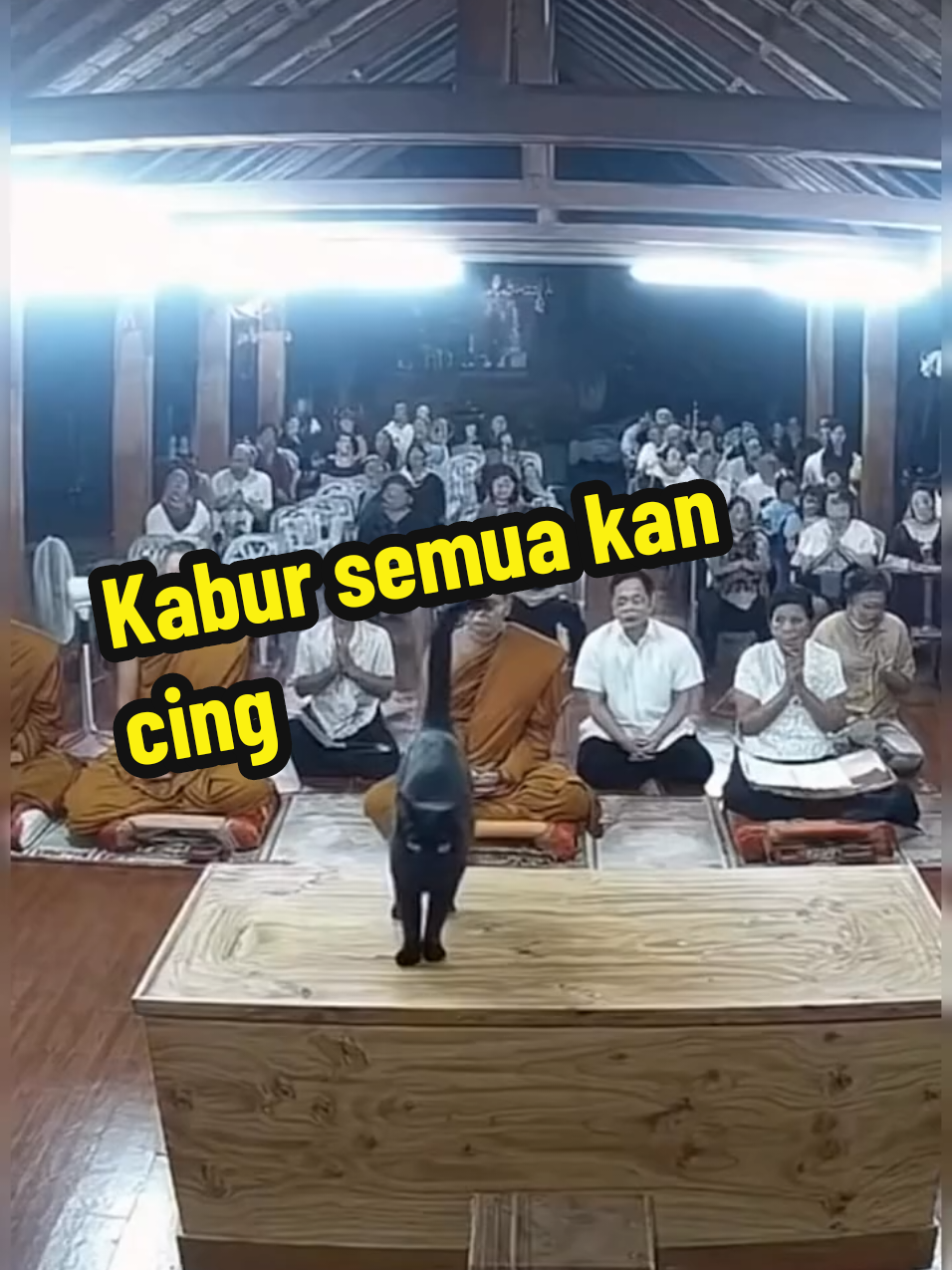 dasar kucing jadi pada ketakutan semua #kucing #lucu #kocak #lawak #viral 