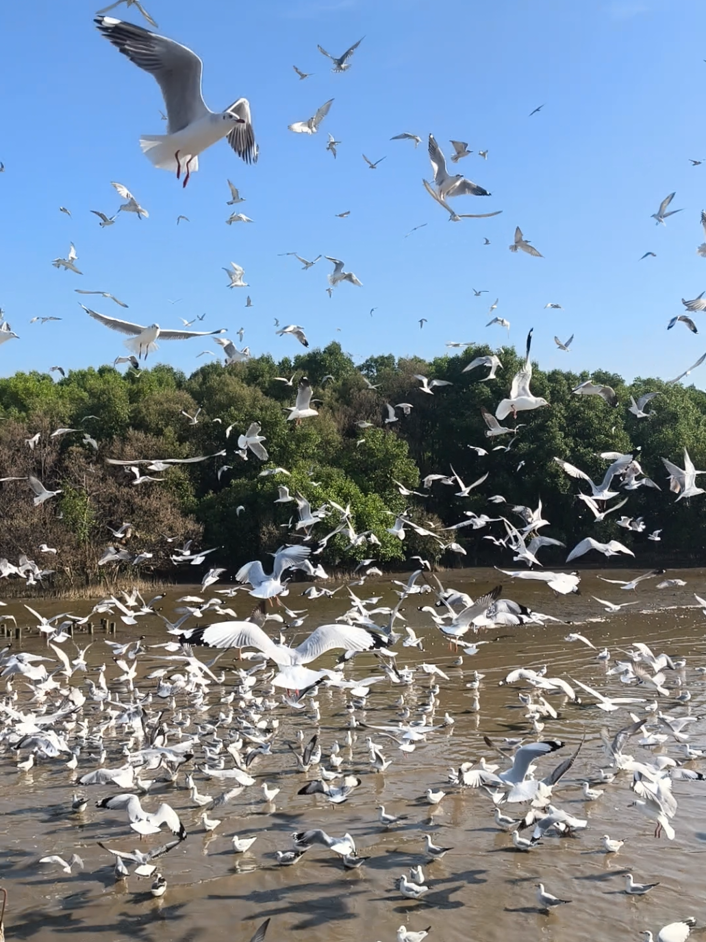 หนาวแล้วดูแลตัวเองด้วยนะคะ #สถานตากอากาศบางปู #นกนางนวล #นกนางนวลบางปู #กินปูดูนก #สมุทรปราการ 