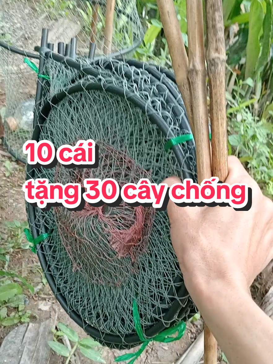10 cái tặng 30 cây chống @ĐỈNHTRẦNBẾNTRE @ĐỈNHTRẦNBẾNTRE @ĐỈNHTRẦNBẾNTRE #lopcaloc #cauca #danmientay #mientaysongnuoc#dinhtranbentre 