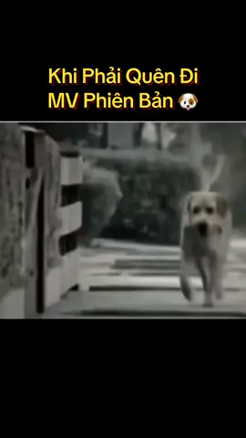 Khi phải quên đi#dog #cutedogs #loveanimals #pet #trending 