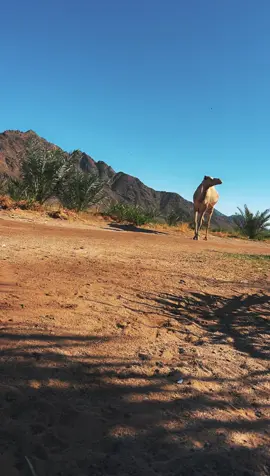 #يومياتي #اكسبلور #شعراء_وذواقين_الشعر_الشعبي 