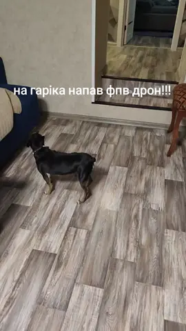 гарiк#гарик #fyp #гарiк #dog #собака #рек 