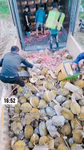 Hôm nay ngày 15 tháng 11 2025  Xe các xe sầu riêng của tui 🥹 Anh chị em thấy đau lòng chưa  Như tui trình bày hôm bữa thà tui chấp nhận  Một mất trắng 1 xe 1 tỷ 600 triệu chứ tui không chung  Cho bọn nó táp thêm 400 xe đâu 🥹giờ nó man  Đi tiêu hủy tui sẽ kiện cái bọn ăn trên xương máu  Của doanh nghiệp