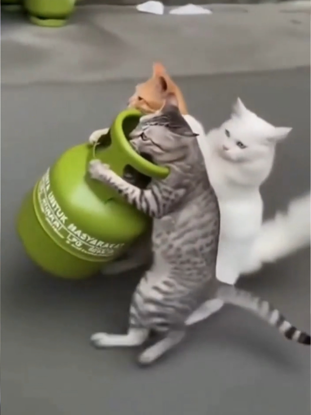 Kalau ada yang tanya kenapa gas elpiji 3kg langka?? 🤣🤣🤣 ini dia ketiga pelaku penimbun-nya 😹😹😹 #fyp #kucinglucu #cat #sora #ai #fypindonesia #kucingoren