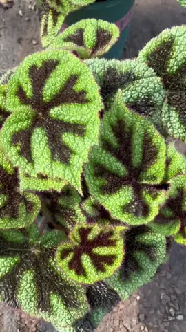 Tanaman Hias Begonia Tapak Macan  #begonia #fyp 