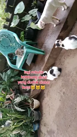 Pemandangan sore ini... diteras rumah... lagi ada rapat pleno... membahas siapa lelaki pilihan ci uyik yg duduk di kursi😁😁  kaya nya yg putih preman kampung yg menguasai dunia perkucingan... meuni nyerenteung qtu🤣🤣🤣 #mycat #catlover 