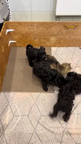 #тайлеранатольевич #щенкиминск #цвергшнауцер #котищенок #шнауцербеларусь 