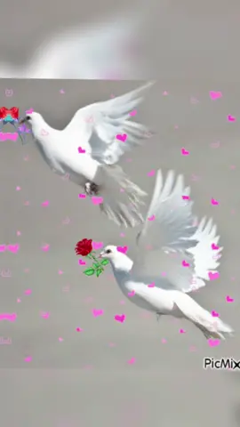 #like viral video spot me plllllz #💕🌹🌷🌹💕#پا گل لڑکی #