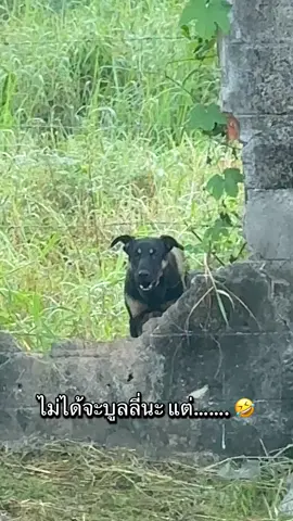 น้ำผึ้งมะนาวต้องเข้าแล้ว 🤣🤣 #fyp #ฟีดดดシ #หมา #หมาตลก #หมาจรก็มีหัวใจ 