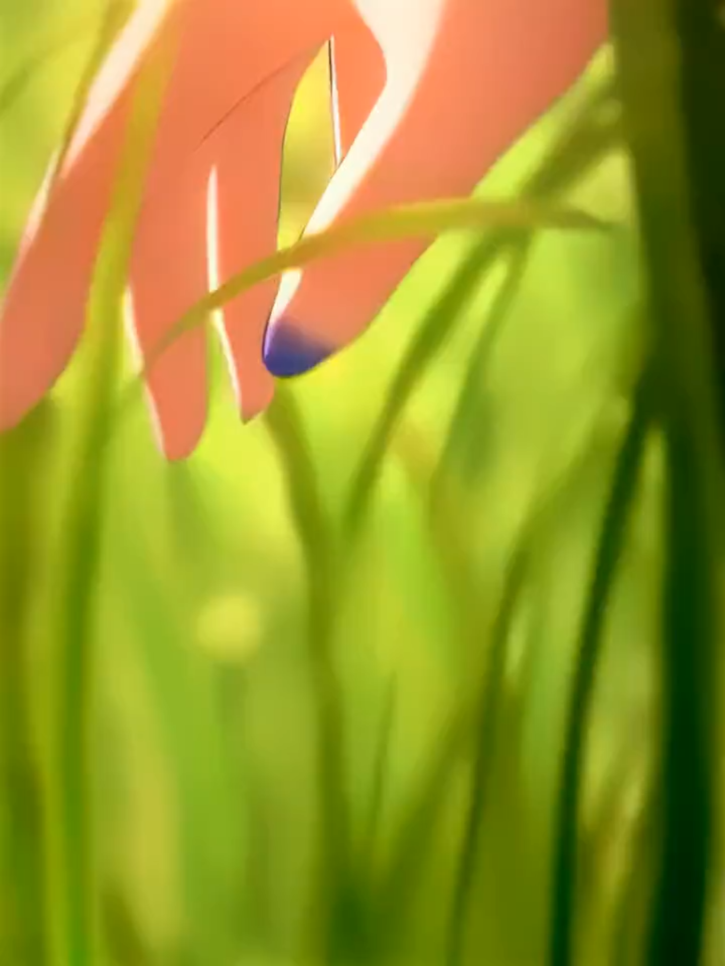 wuwa edit shorekeeper ショアキーパーは可愛いを超えました #鳴潮 #wutheringwaves #wuwa #wutheringwavesedit #animeedit ★ upload method ★ TG: @editing_news