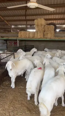 #بلدي #حري #نظيف #حوش255 #الجربوع 