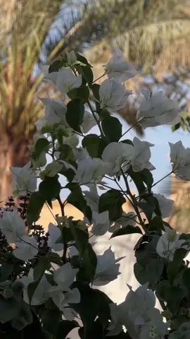 #ابوظبي #العين #دبي🇦🇪 