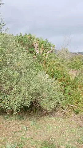 #شعب_الصيني_ماله_حل😂😂  #azmour  #musiquekabyle💛💚💛💚 