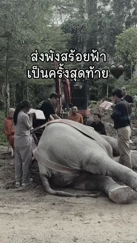 หมอขอขอบคุณทุกคน ที่ติดตามการรักษาของพังสร้อยฟ้า (ช้างป่วยสงสัยติดเชื้อบาดทะยัก ) มาตลอดระยะเวลา 18 วัน  ~ ขอบคุณเจ้าหน้าที่ทุกคนที่ช่วยรักษาพังสร้อยฟ้าอย่างเต็มที่ (Phuket Elephant Sanctuary) หมอรู้สึกเสียใจมาก ที่สุดท้ายก็ไม่สามารถยื้อชีวิตของป้าสร้อยไว้ได้ ยิ่งได้ฟังเรื่องราวชีวิตของป้าสร้อย ทำให้รู้สึกสงสาร และรู้สึกเข้าใจป้าสร้อยมากขึ้น  ......ตั้งแต่วันแรกที่รักษาป้าสร้อย หมอพอรู้ว่าโอกาสรอดน้อยมาก หมอให้การรักษาเต็มที่ทั้งทางการแพทย์ และทางสิ่งศักดิ์สิทธิ์ ใช่ค่ะหมอบนว่าจะรำแก้บนรอบโรงรักษา ถ้าป้าสร้อยหายป่วย  ช่วงที่ป้าสร้อยอาการดีขึ้น หมอมองหาร้านเช่าชุด และคิดท่ารำรอไว้แล้ว แต่ไม่คิดว่าจะไม่ได้ทำ สุดท้ายหมอขอให้ป้าสร้อย ไปอยู่ในที่ป้าสร้อยอยากอยู่ เราทุกคนจะคิดถึงป้าสร้อยตลอดไปนะ สู้สุคตินะพังสร้อยฟ้า 🖤  #หมอโบว์ #รักษาช้างฟรี #หมอตัวเล็กกับคนไข้ตัวใหญ่