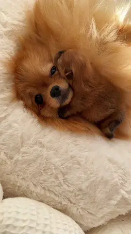 Mommy and her baby🥹 #pomeranian #pomeranianpuppy #pom #viraldogs #pomeranianlove 