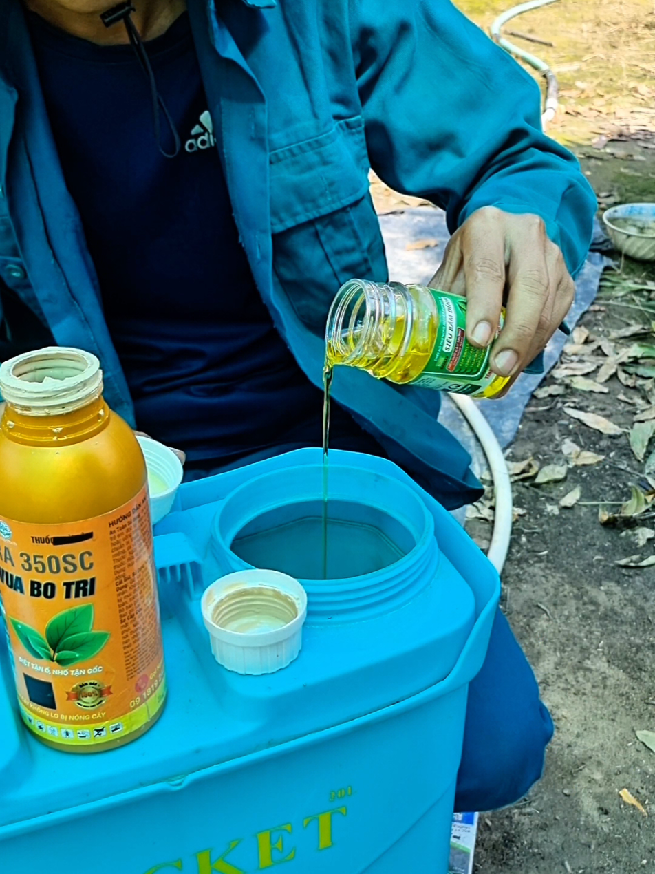 Vua Bọ Trĩ + Siêu Bám Dính bộ đôi hoàn hảo để phòng và trị bọ trĩ nhện đỏ và các loại côn trùng #vuabotri #sieubamdinh #caycanh #nongnghiep #vuonmaianhquy 