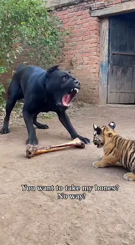Bone battle between dog and tiger — this time the dog learned to be smart#dog #puppy #tiger #funnydog #popularvideo 