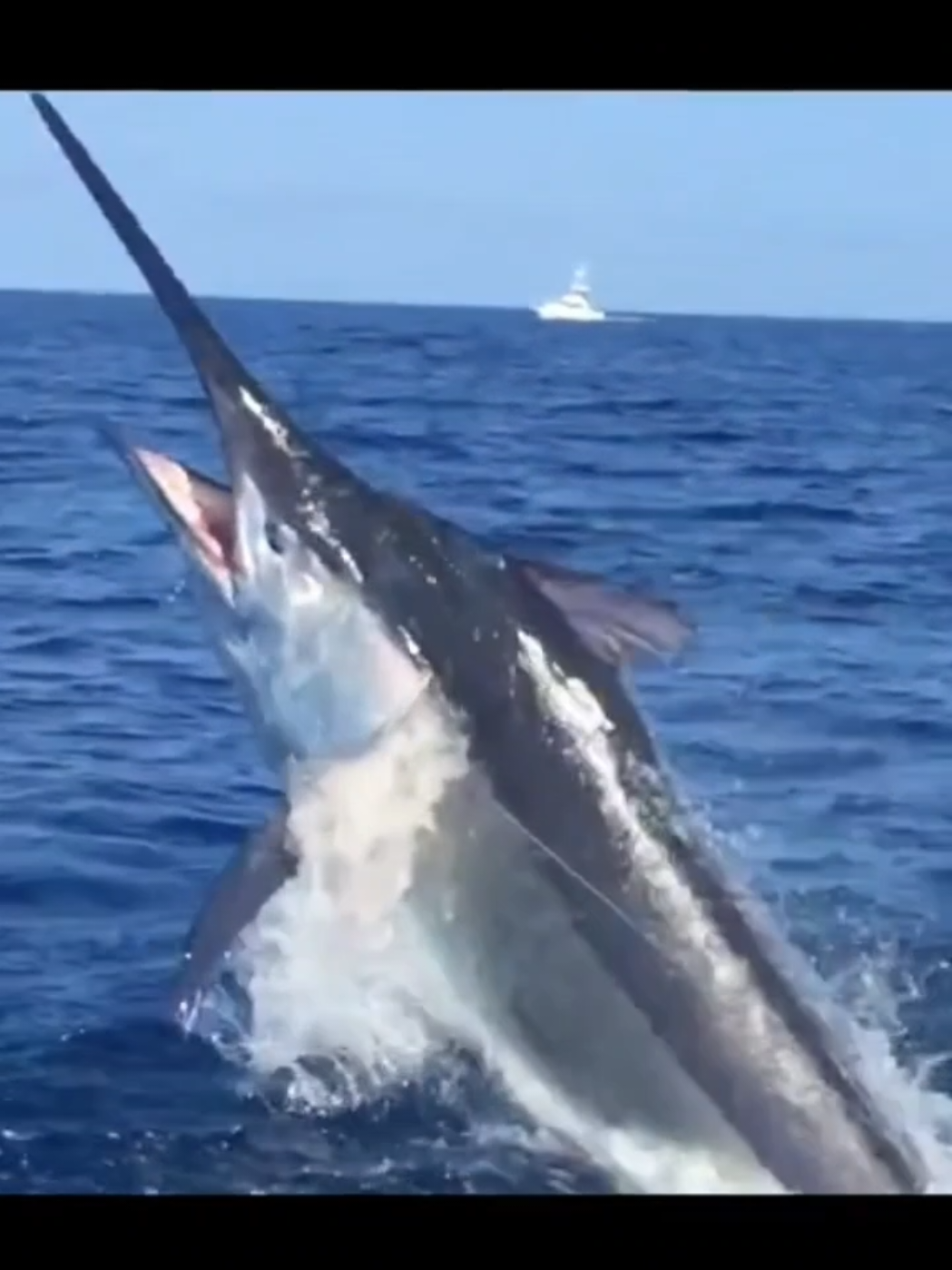 sang raja laut fyp i kpng#mancingmania #marlin #soundviral 