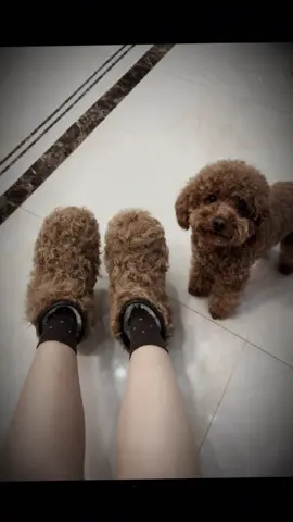 Hoài nghi quá🤣#poodlecute #phocsoc #pom #xh #poodle 
