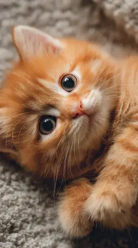 🥰🥰🥰🥰 #cat #kucing #kucingoren ##catlover #anabul 