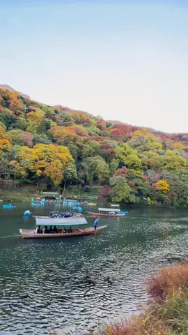 Cập nhật tình hình lá đỏ ở Arashiyama 🍂🍂🍁 #kyoto #京都 #muathu#japan 