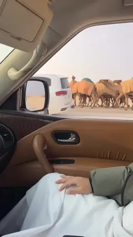 #عيالات_سبيع #ابن_شويه 