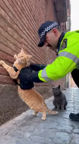 Gato: 1 — Policía: 0!🎖️ #gato #viral #fyp 