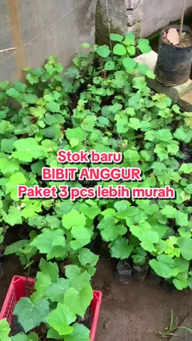 Buruan diorder bosku, sebelum stok habis lagi #anggurmerah #bibitanggur #lokalpride #kebun #tanamanhias 