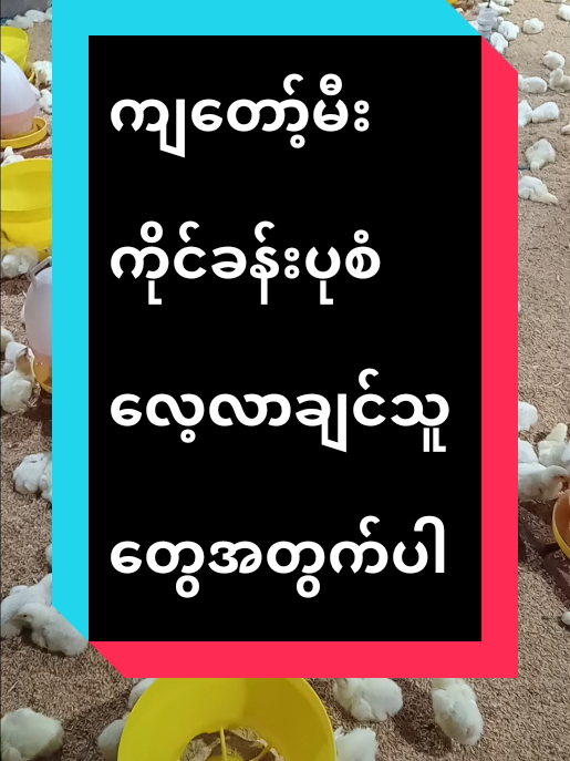 #ကြက်ကလေးမီးကိုင်ခန်းပုံစံလေ့လာချင်သူတွေအတွက်ပါ