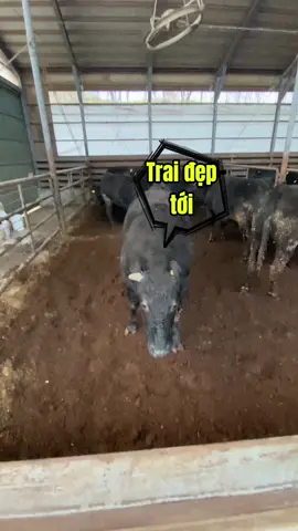 Người đàn bà hoá chất mang tên Linhhhhhhh …#toidayne97 #xuhuong 