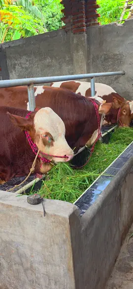 bulu sapi mengkilat #pedetsuper #duniarojokoyo 