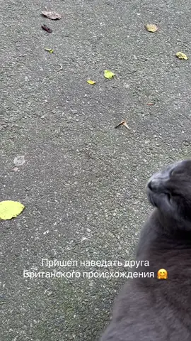 Пришел наведать друга Британского происхождения 