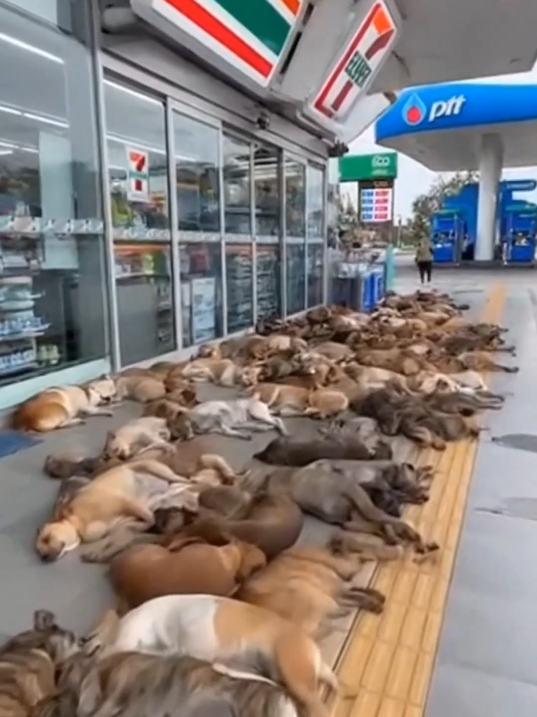 หมาหน้าเซเว่น.#ai #Funny @4veMbeR @4veMbeR #@4veMbeR 