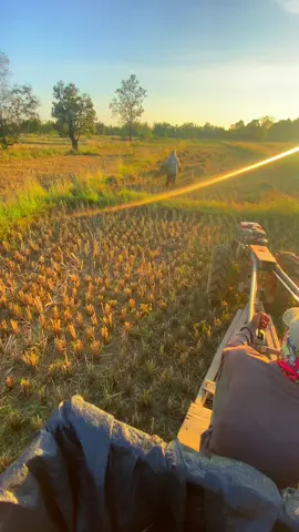 อ้ายกล้องบอกกลับบ้านเฮาเด้อ #สตอรี่_ความรู้สึก😔🖤🥀 #วิวบ้านนอก🍃 #ท้องฟ้า #🌾🌾 #ทุ่งนา☀️☀️ #fyp #เธรดเพลง 
