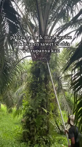 #fyp #4u #sawit #ninjasawit 