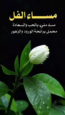 #مساء_الخير #مساء_الحب_والسعاده 