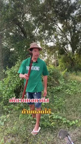 เคียวเหล็กแมงกานีส #เคียว  #เคียวเหล็ก  #เคียวแมงกานีส  #เคียวตัดปาล์ม  #ชาวสวน 