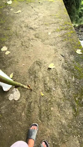 Art of God #mtbalagbag #Hiking #naturetrip #fyp 