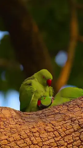 #parrot #kissing #viral #Love #amazing 