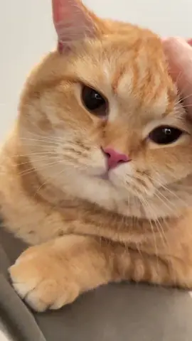 @Hạ Anh 🐈 #camdangyeu🍊 #meodethuong #thucung 