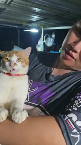 ลีโอแมวดื้อ😆😆😆#cat #แมว #ตลก #ฟีด #Reels 