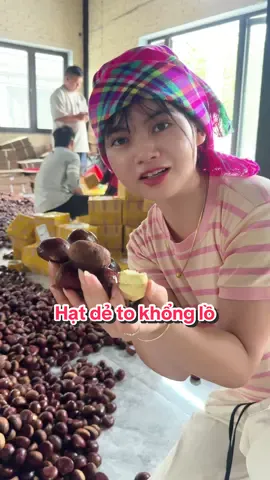 Hạt dẻ siêu to khổng lồ #tieuboilaocai #hatde #hatdekhonglo #xuhuongtiktok 