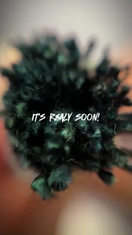 color core series? why not, brodie!🤷🏻‍♂️ #earthygenova #egdenim #denim #rawdenim #selvedgedenim #thailandmills #colorcore 