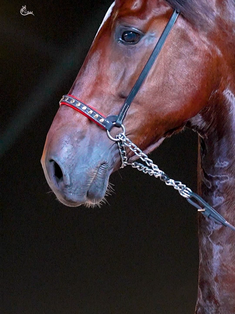 Grace in motion, strength in form the Dutch Harness is living elegance Eesa Sutd Farm By shani Khan  Horse Show .. Madrota Championship attock 2025 #horse #equestrian #punjab #tentepegging #nezabazi 